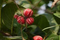 Diplocyclos palmatus